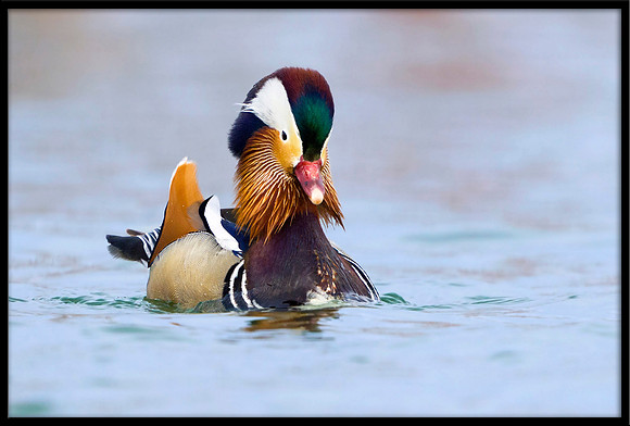 Mandarin Duck