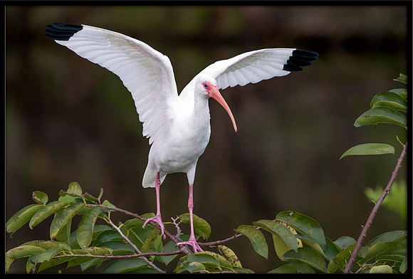 White Ibis