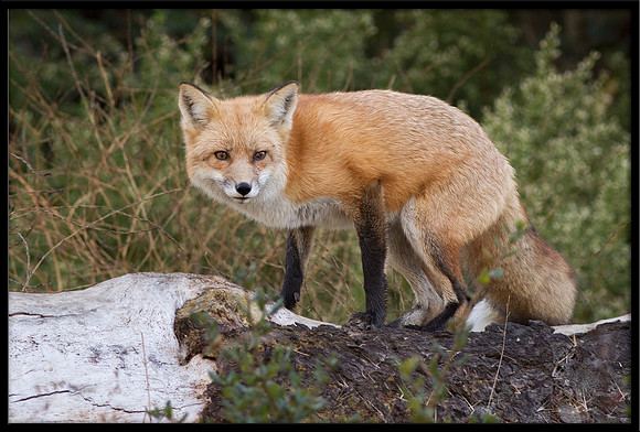 Red Fox
