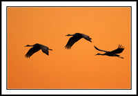 Sandhill Cranes arriving sunset