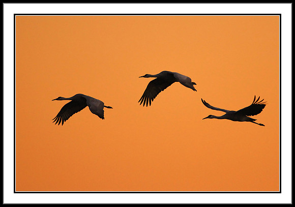 Sandhill Cranes arriving sunset