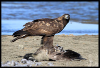 Golden Eagle