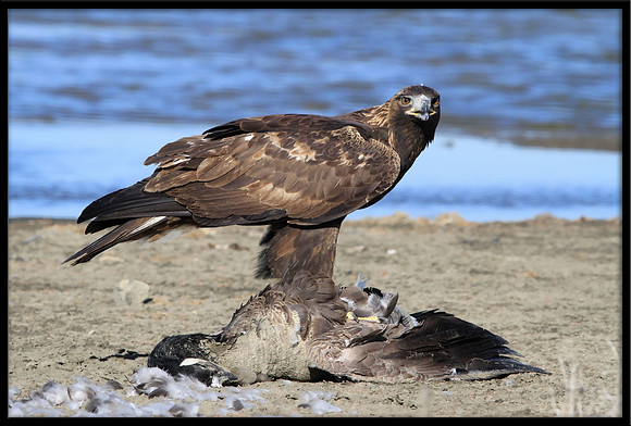 Golden Eagle