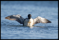 Common Loon
