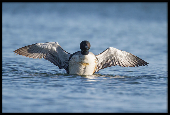 Common Loon