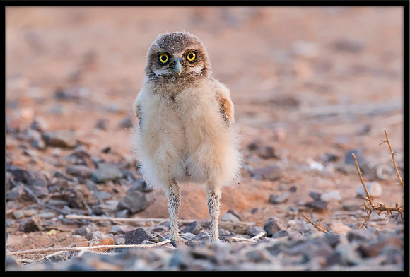 Burrowing Owlet