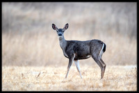 Black-tailed Deer