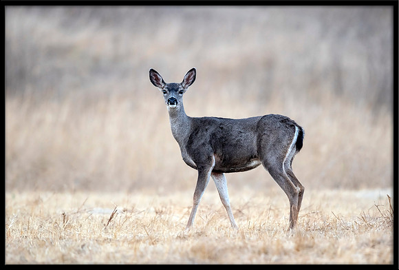 Black-tailed Deer