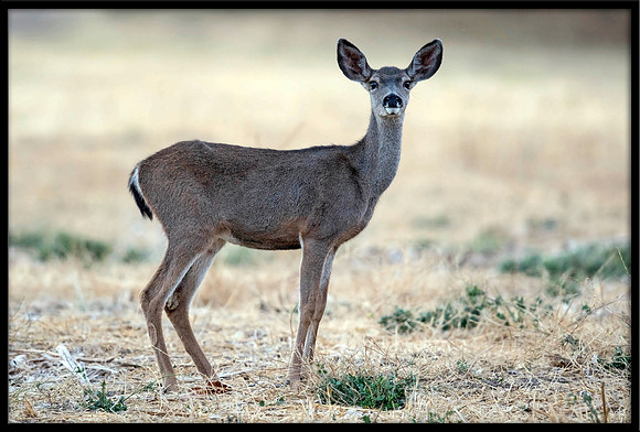 Black-tailed Deer