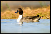 Northern Pintail