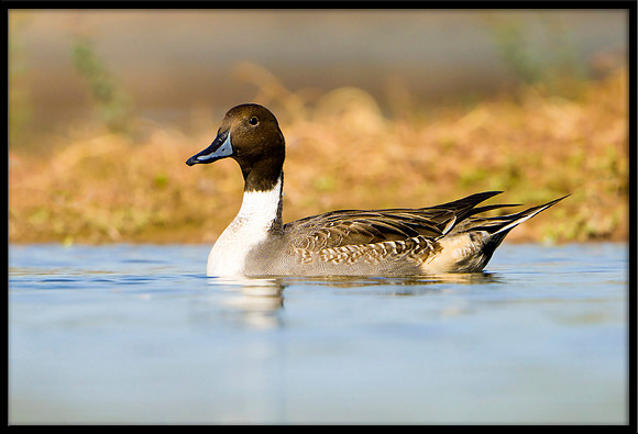 Northern Pintail
