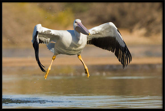 American White Pelican