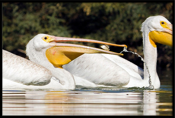 American White Pelican