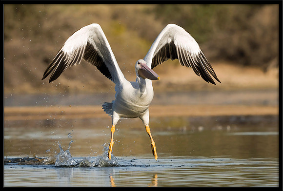 American White Pelican