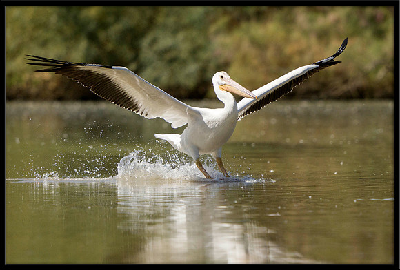 American White Pelican
