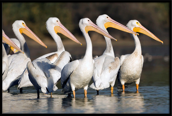 American White Pelican