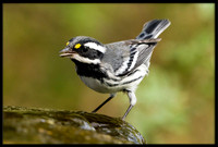 Black-throated Grey Warbler