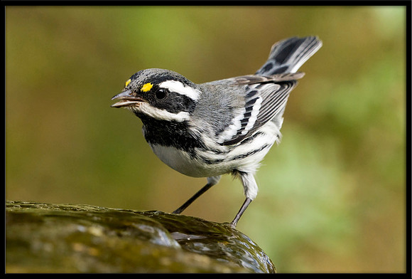 Black-throated Grey Warbler