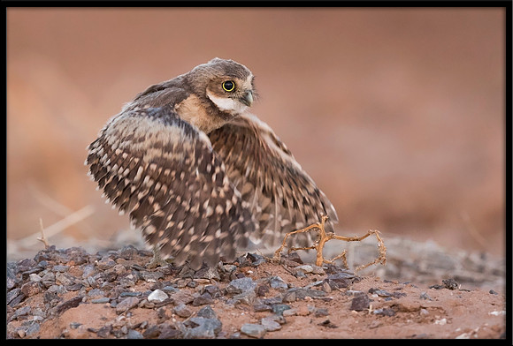 Burrowing Owlet