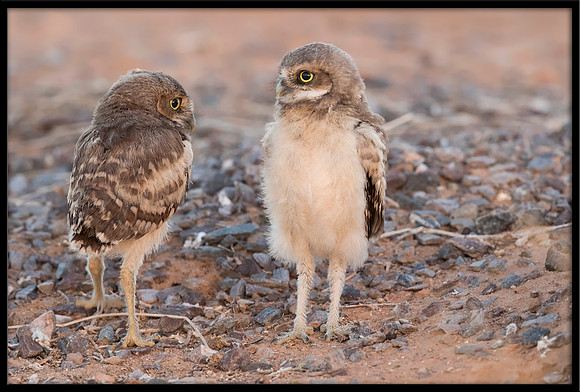 Burrowing Owlet Siblings