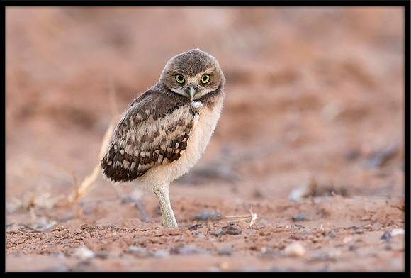 Burrowing Owlet