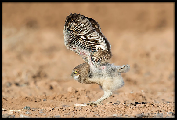 Burrowing Owlet