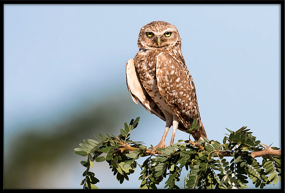 Burrowing Owl Parent In Tree