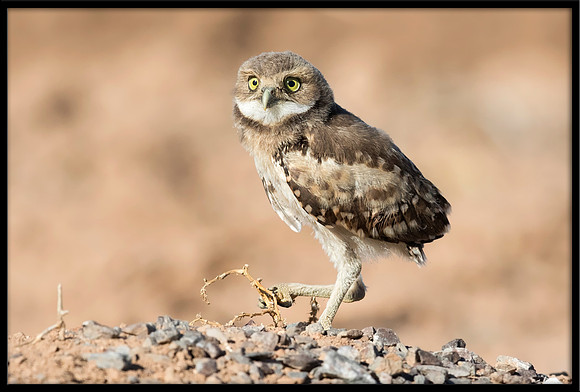 Burrowing Owlet