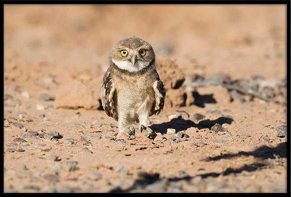 Burrowing Owlet