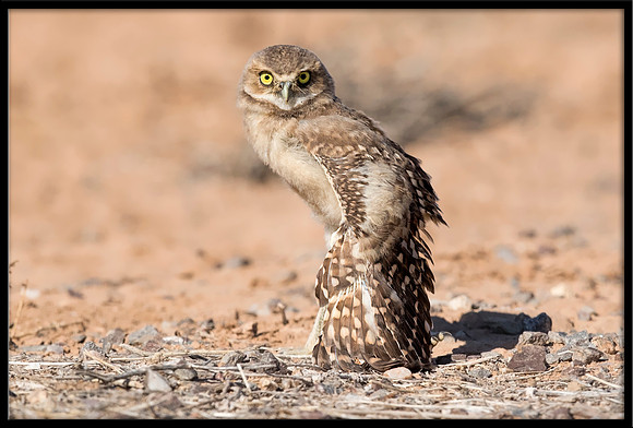Burrowing Owlet