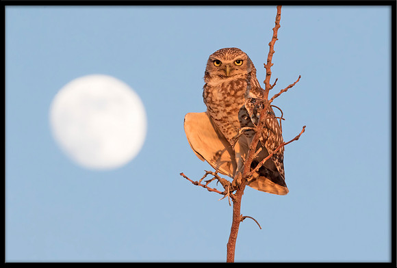 Burrowing Owl And Moon