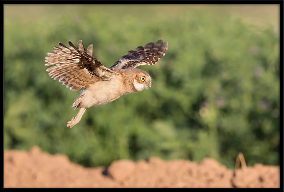 Burrowing Owlet
