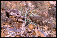 Desert Bighorn Sheep