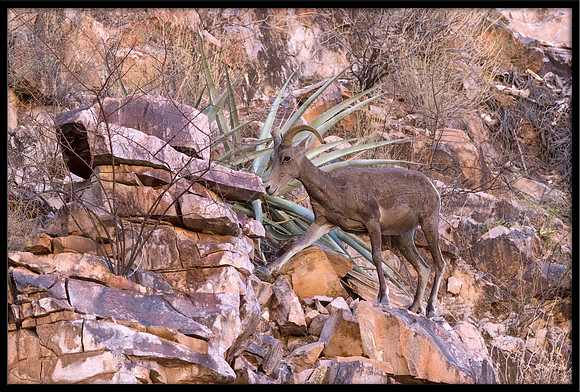 Desert Bighorn Sheep