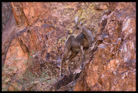 Desert Bighorn Sheep