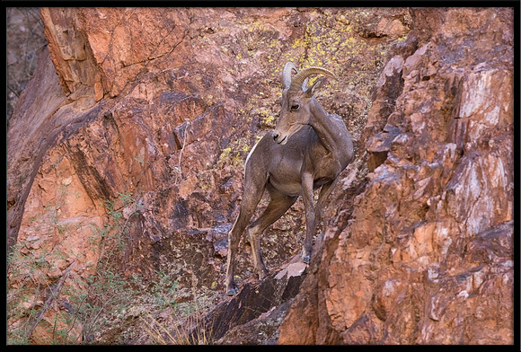 Desert Bighorn Sheep