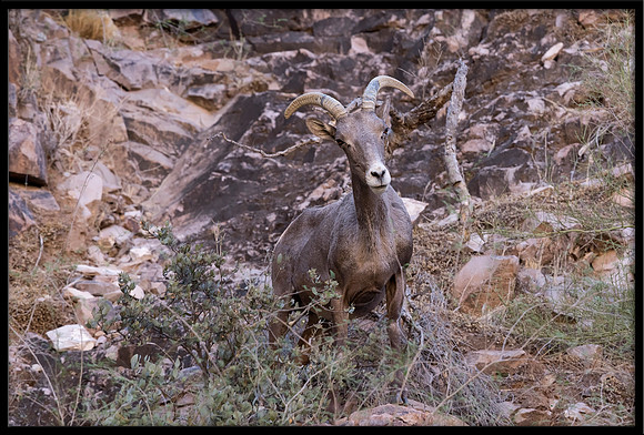 Desert Bighorn Sheep