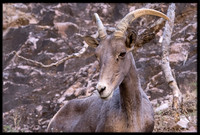 Desert Bighorn Sheep