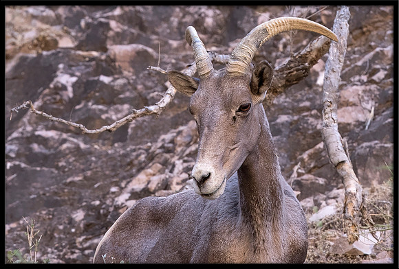 Desert Bighorn Sheep
