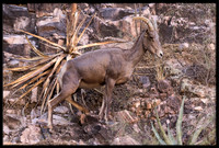 Desert Bighorn Sheep