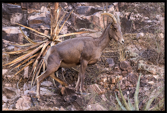 Desert Bighorn Sheep