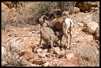 Desert Bighorn Sheep - Nursing Lamb