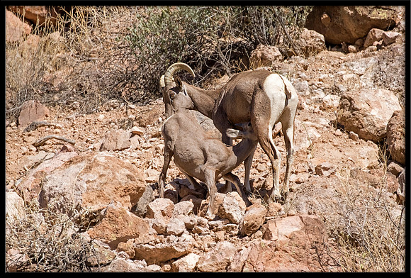 Desert Bighorn Sheep - Nursing Lamb