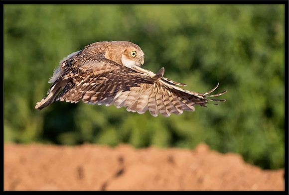 Burrowing Owlet