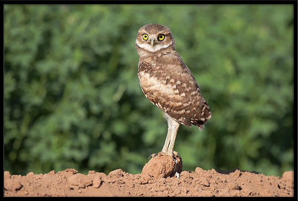 Burrowing Owlet