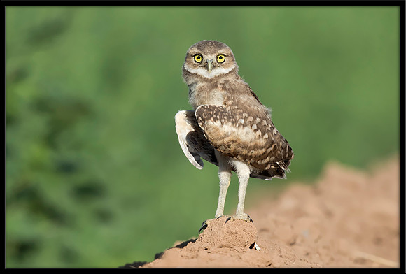 Burrowing Owlet