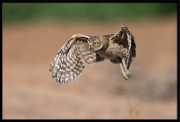 Burrowing Owlet