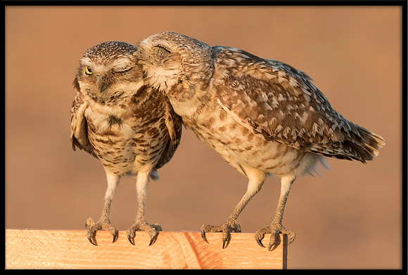 Burrowing Owl Smooch