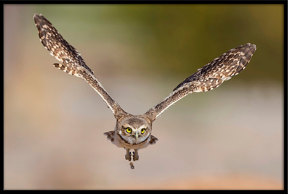 Burrowing Owlet