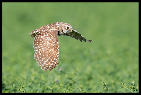 Burrowing Owl